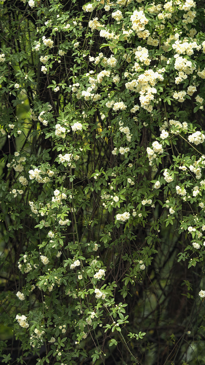 介绍几款清新茶香或木香的便宜沐浴露