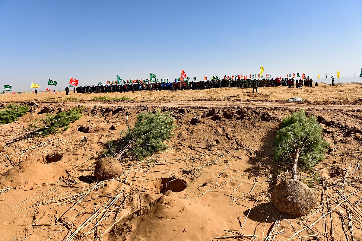 西塘小学六年级同学要植一些树不超过100棵。如果每行种植6棵最后一行缺1棵；如果每行种植5棵或4棵最后一行也都缺1棵。这批树苗有多少棵？