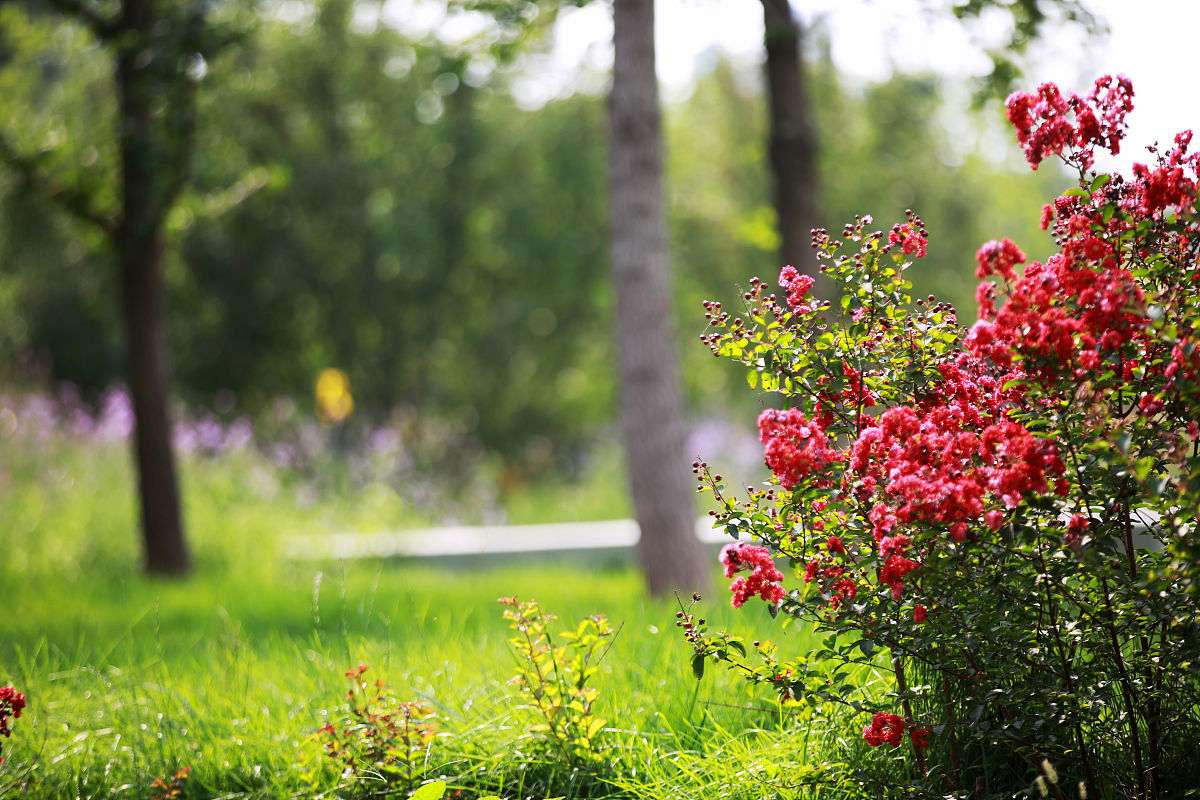 春天的故事 - 充满生机与希望的季节