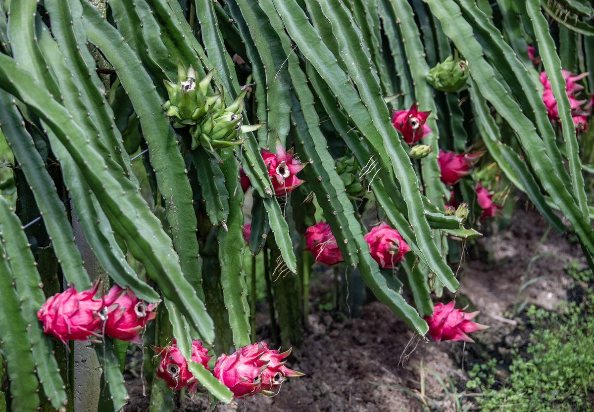 火龙果有什么功效