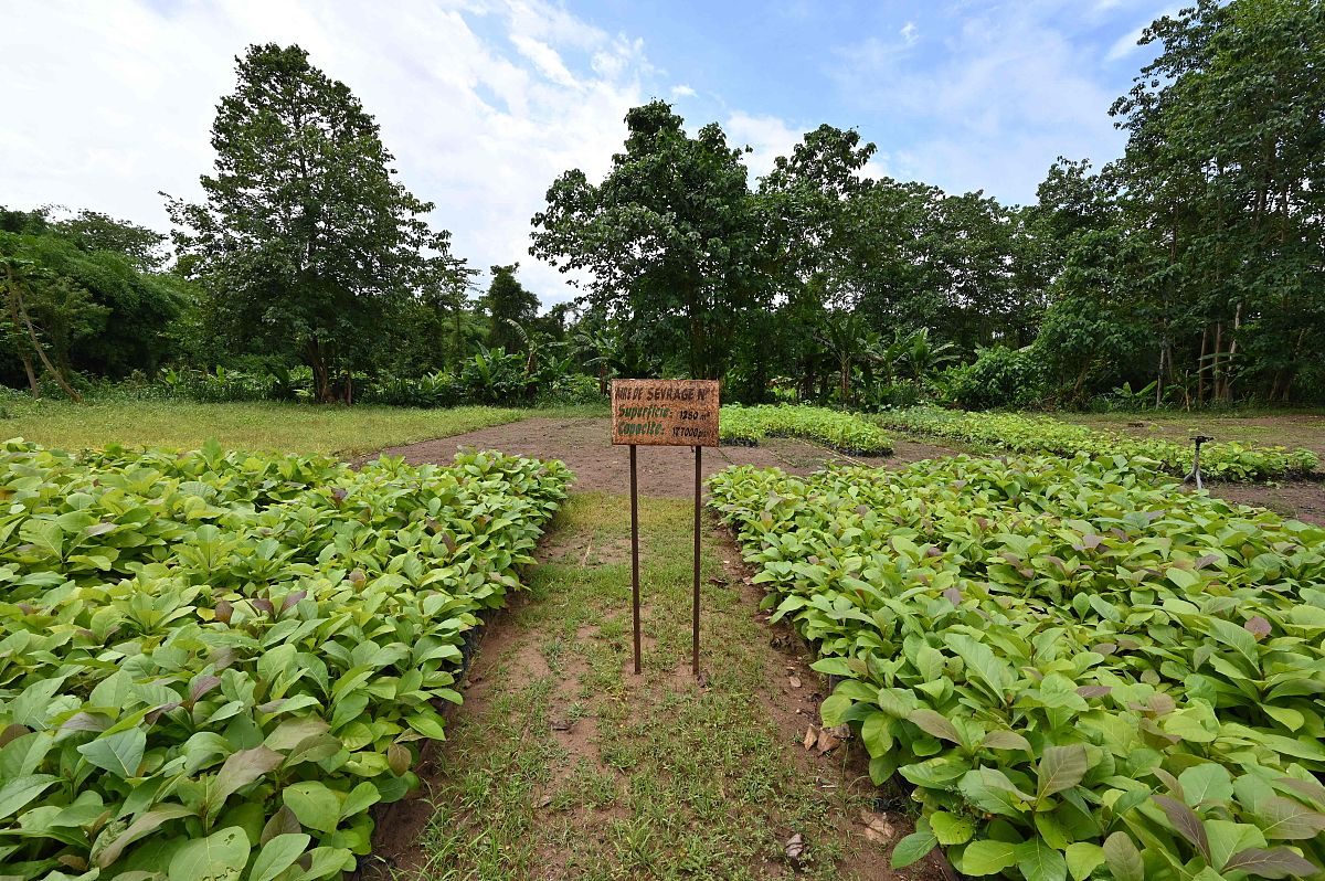 当地时间2021年5月19日,科特迪瓦西南地区特尼森林,人们在当地重新造