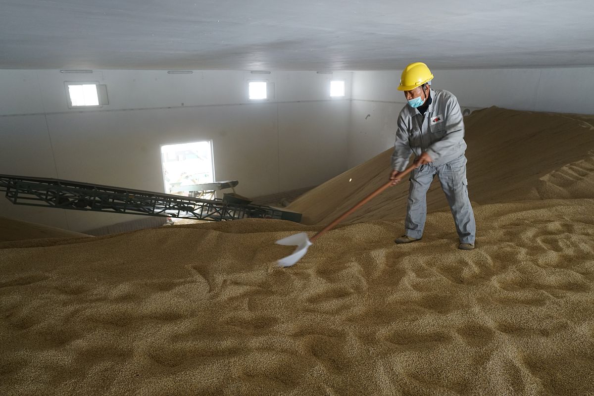 马铃薯薯渣宠物垫料工厂设计制图：布局、生产线、设备和环保方案