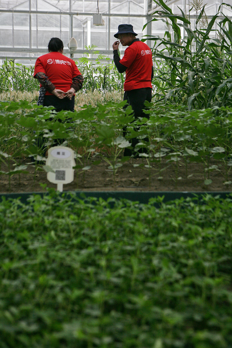 植物病虫害图片分类识别系统的绪论 800字