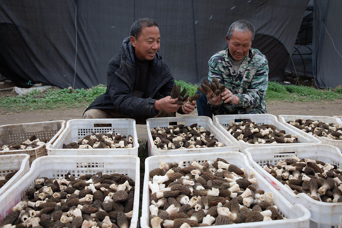 创新创业项目精准扶贫生态种植食用菌创新创业项目名称