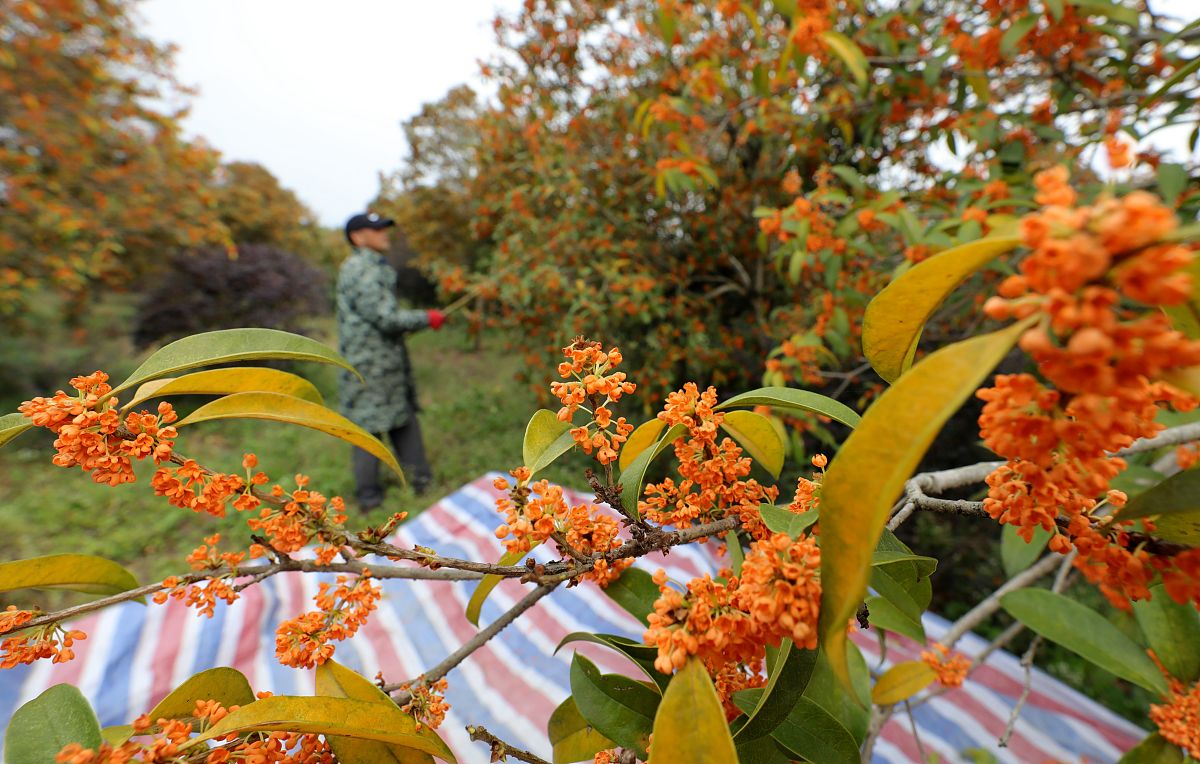 校园里的桂花树：金秋的香气和温暖