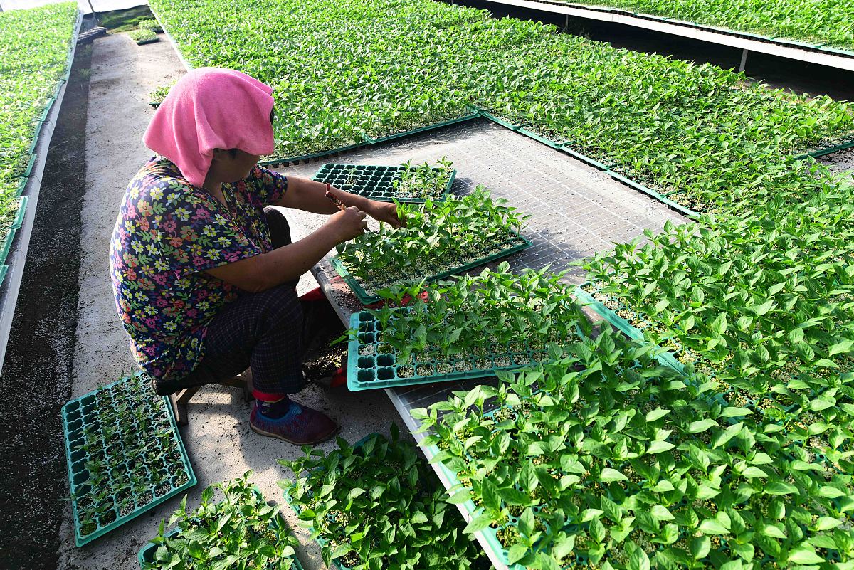 潍坊工程职业学院植物保护与检疫技术专业就业方向：农业、检疫、科研、管理