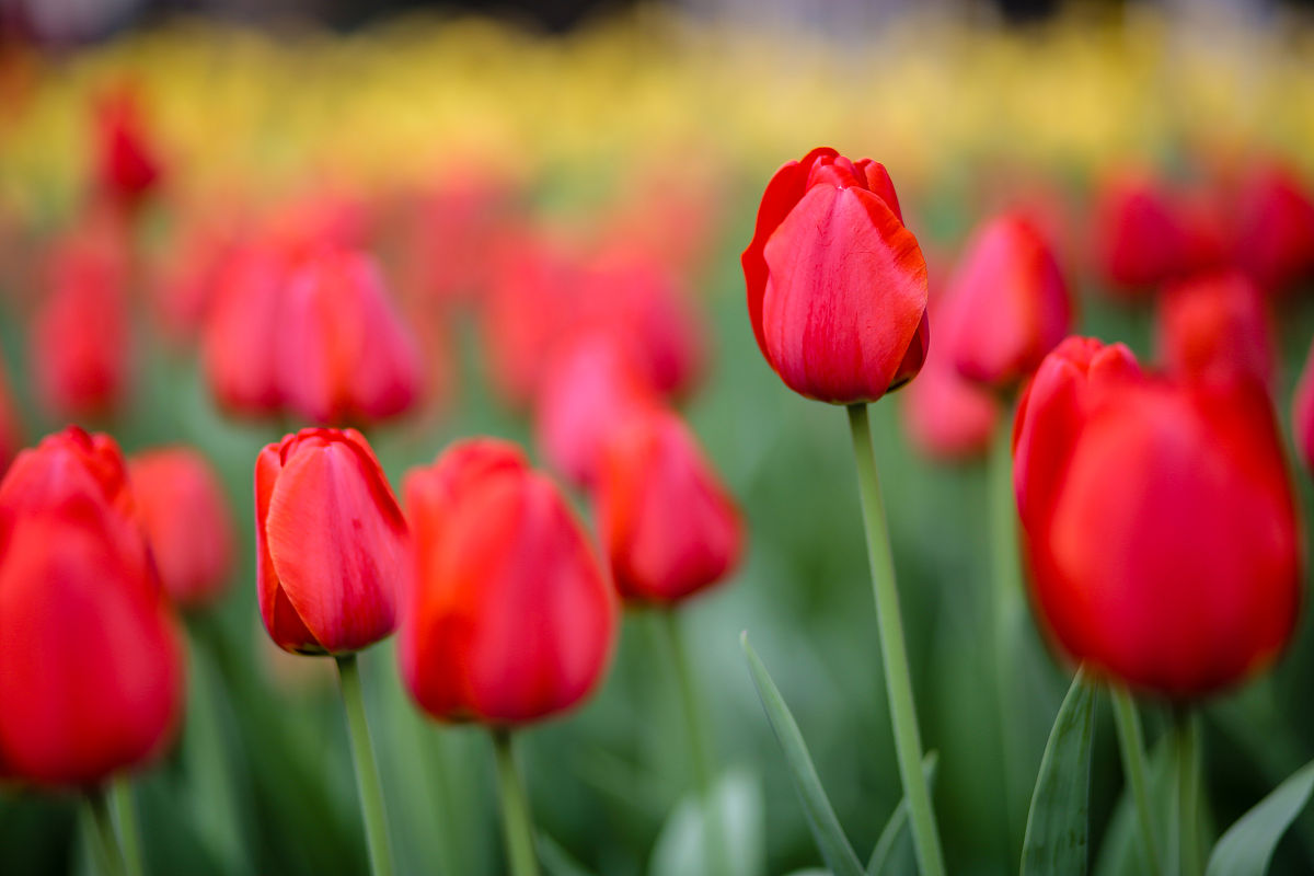 春天的气息：万物复苏，充满生机与希望