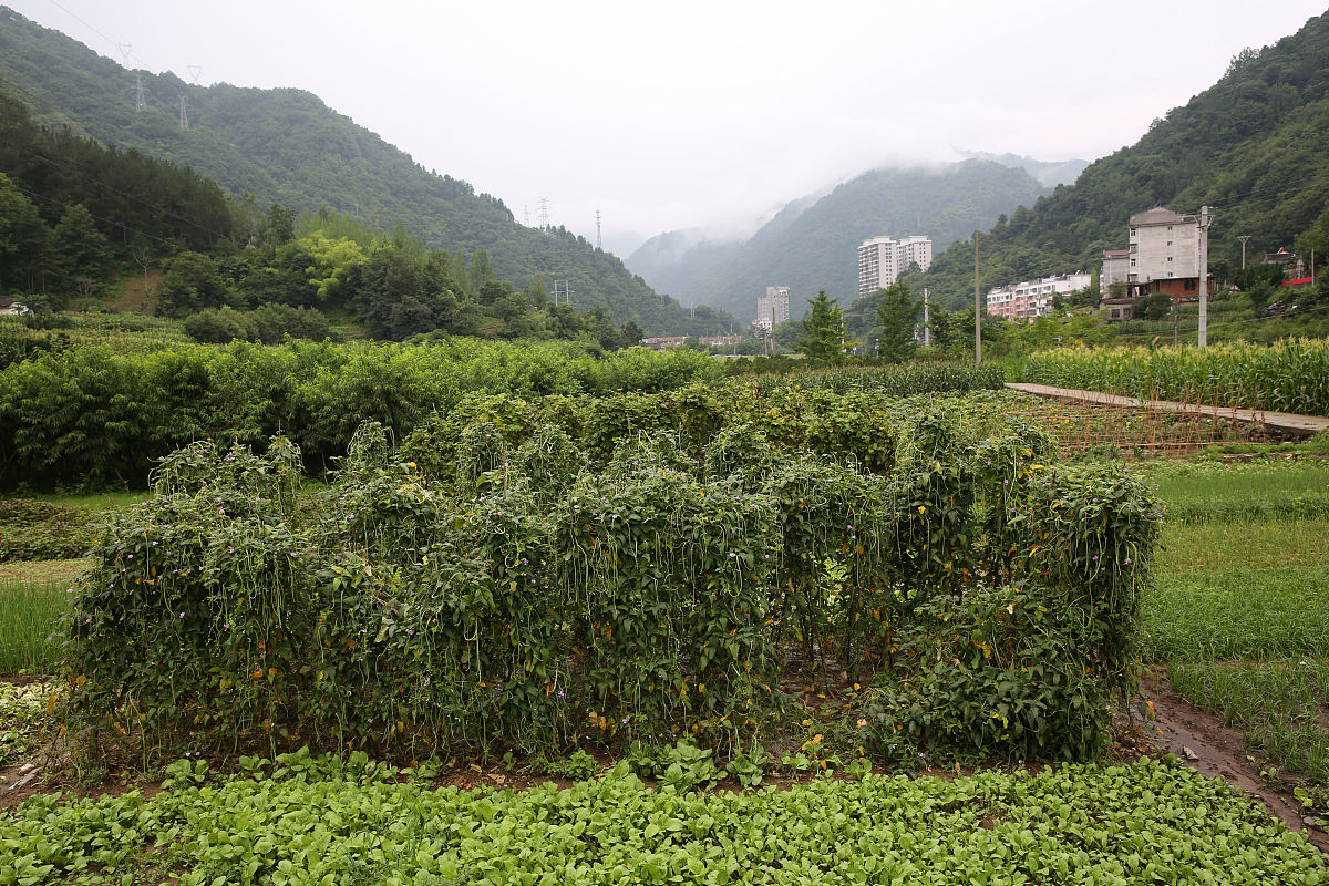 2019年7月22日,陕西安康宁陕县城关镇关一村,村民们延用传统方法种菜,