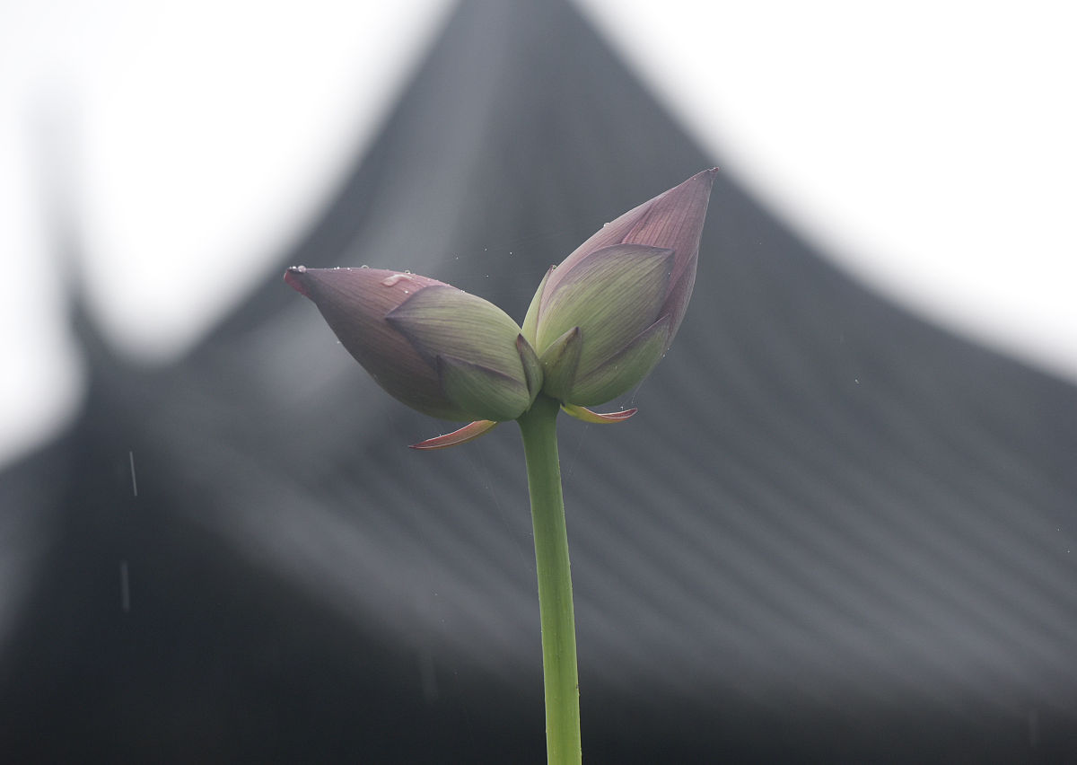 2021年7月1日,浙江武义柳城畲族镇十里荷花物种园里,并蒂莲有的含苞欲