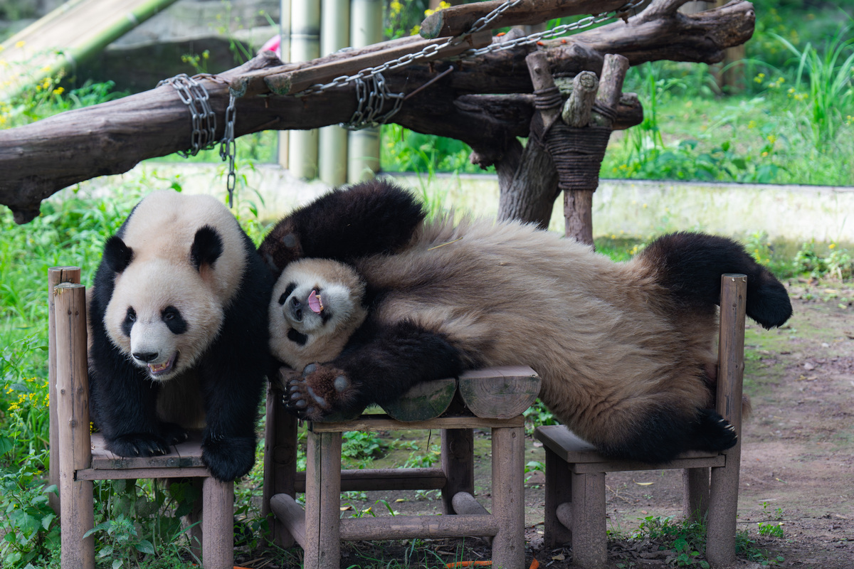 大熊猫丫丫事件为何得到全网关注？800字