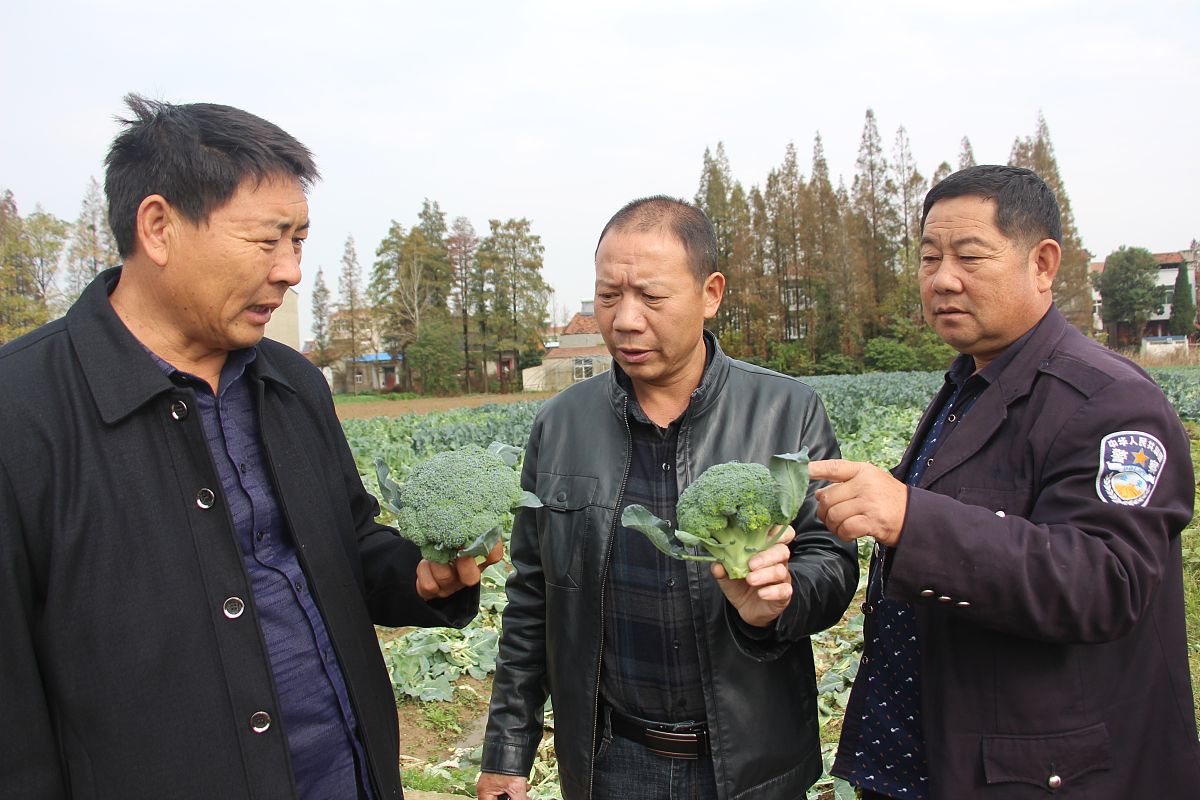 品种试验、登记、审定内容详解：选育、特性、适应性、经济效益等