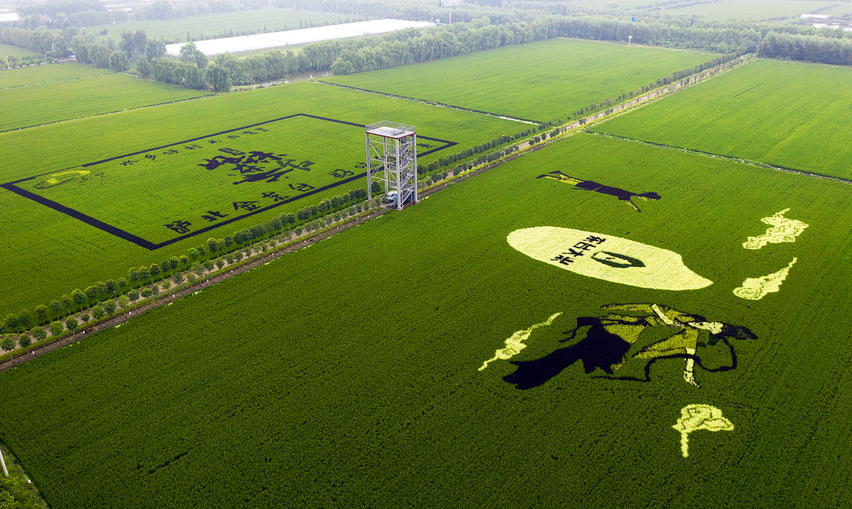 青藤之恋：爱情传说故事