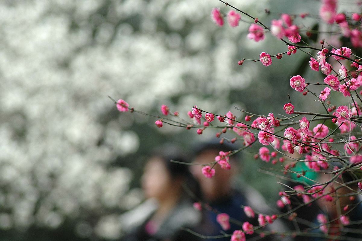岁岁花前来团聚