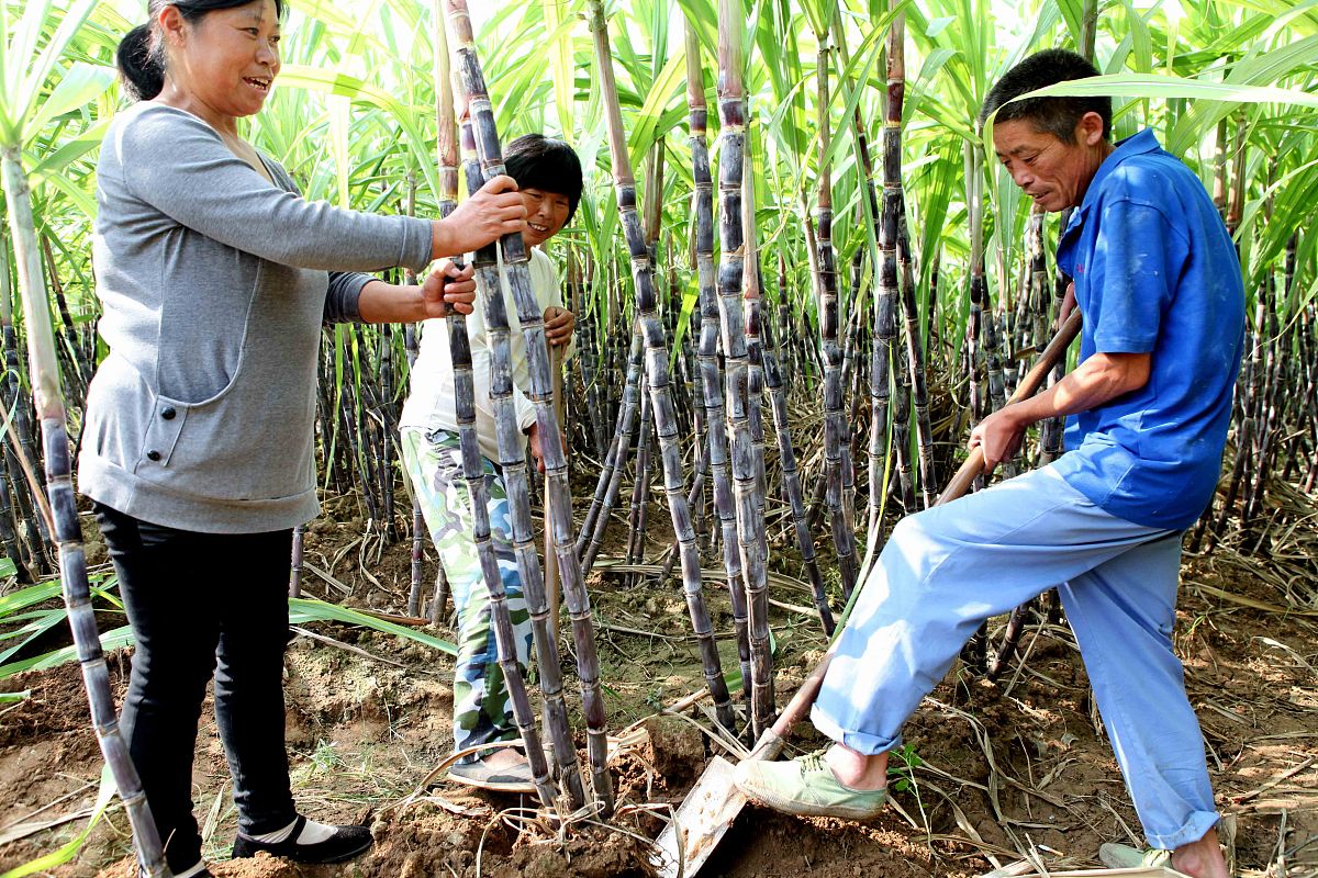 火影忍者李洛克是怎么恢复的