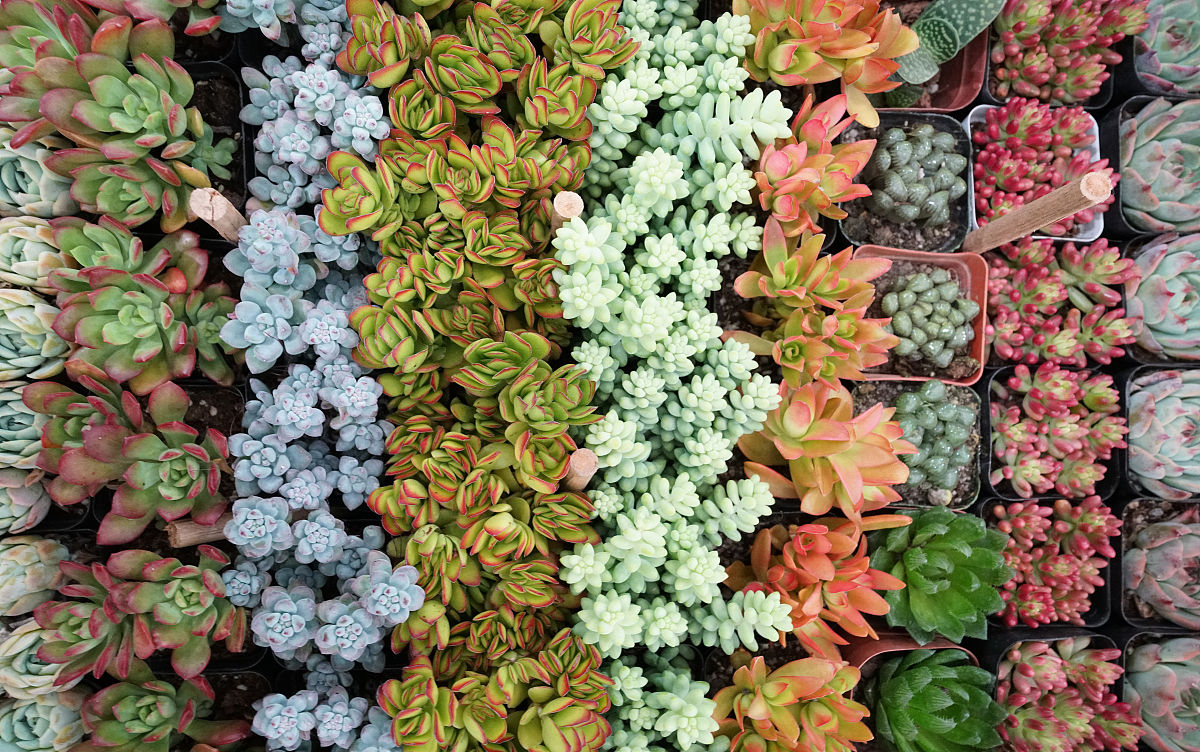 2020年9月12日,郑州,花卉市场批发零售的多肉植物.