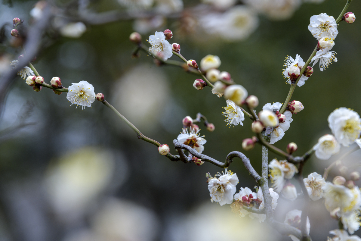 其花复瓣,其色雪白,其香犹若脂龙游梅粉,既可赏花又可赏枝,是难得的