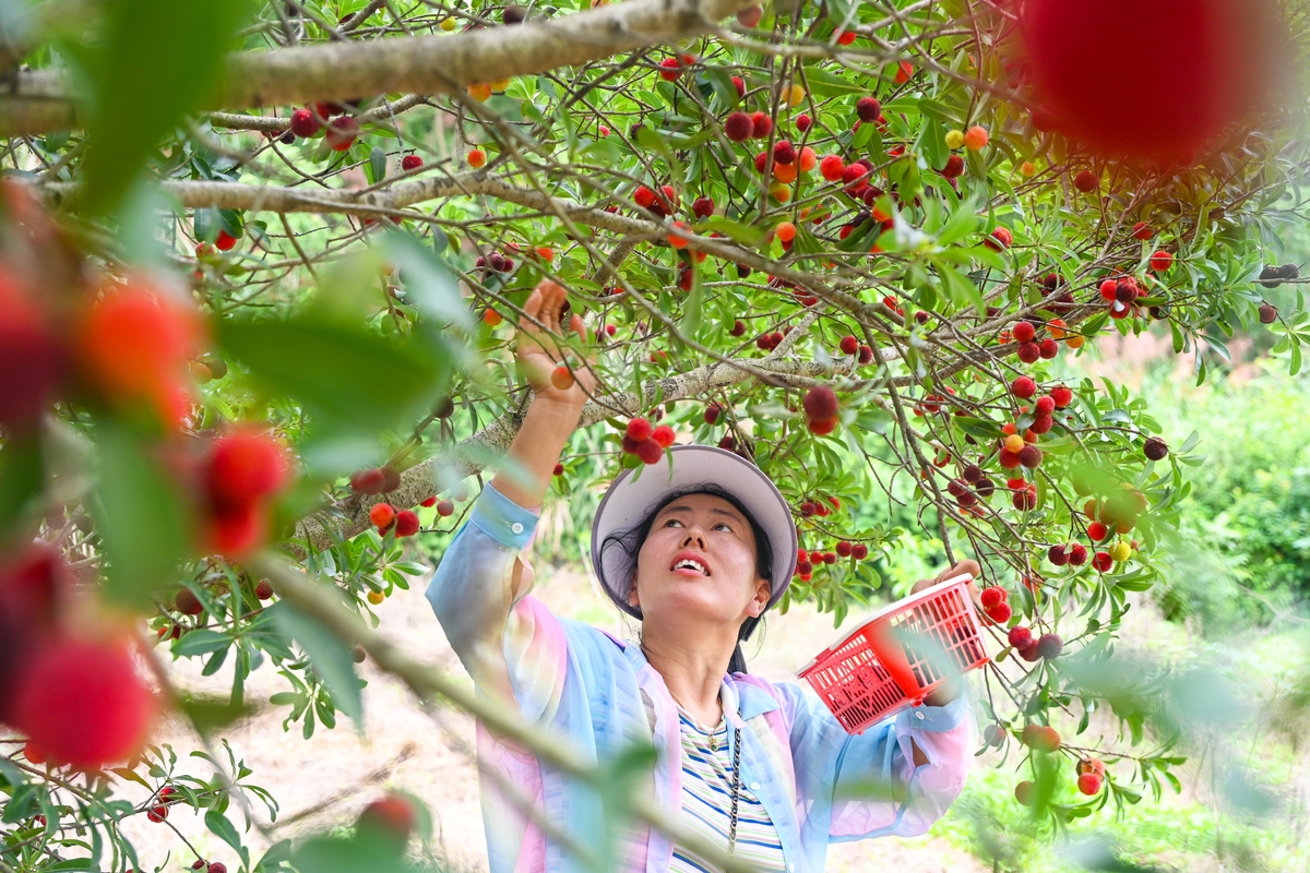 陕西渭南方寨红樱桃基地：赏樱桃、品美味、享乐趣