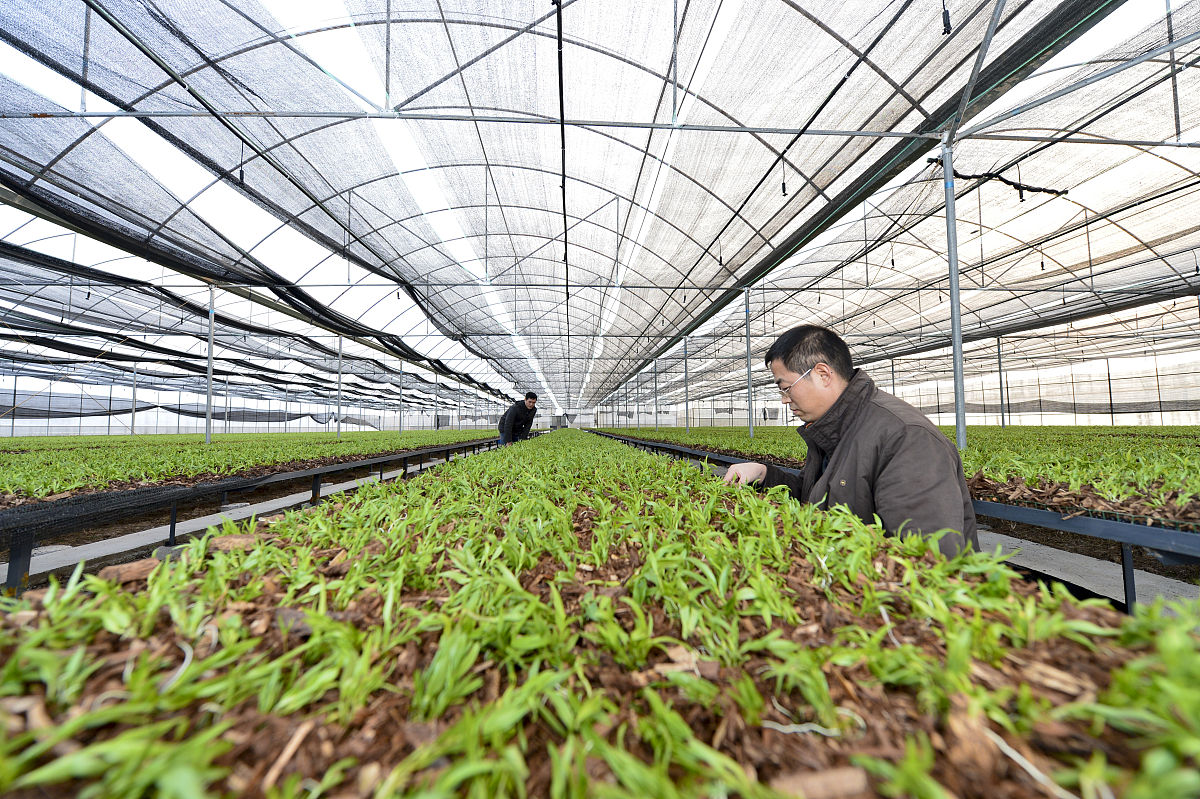 2014年12月12日,四川内江,铁皮石斛大棚.生物科技相关资料配图