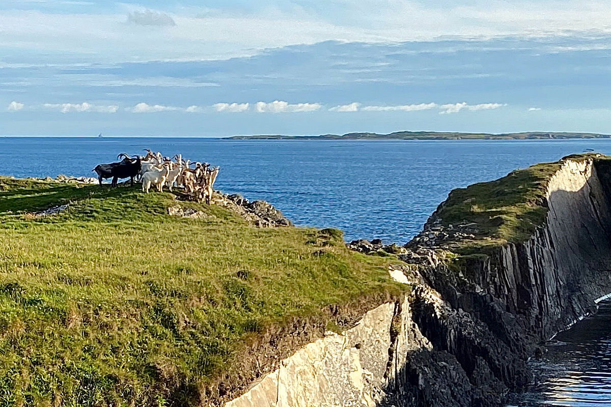 鹰百合绘本《茉茉的愿望蛋》内容解析