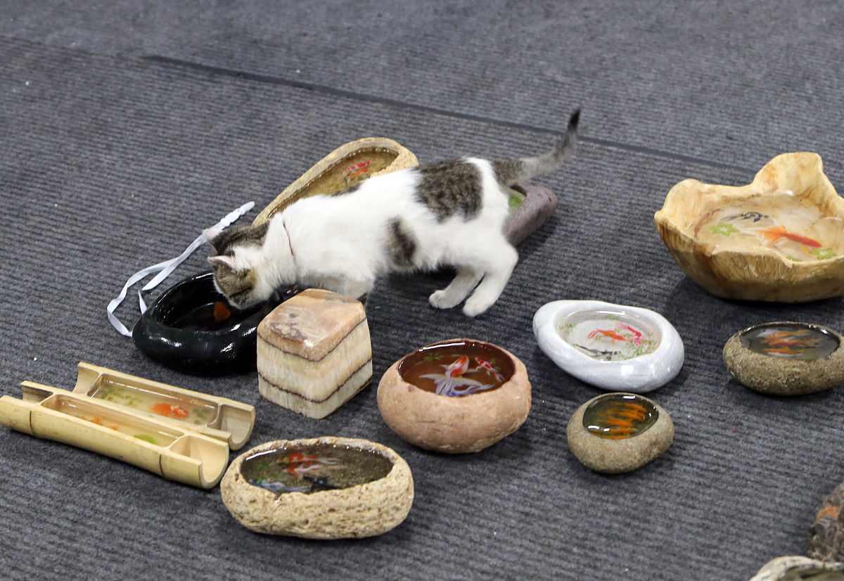 2018年1月2日,西安.画的鱼引起小猫咪的兴趣.