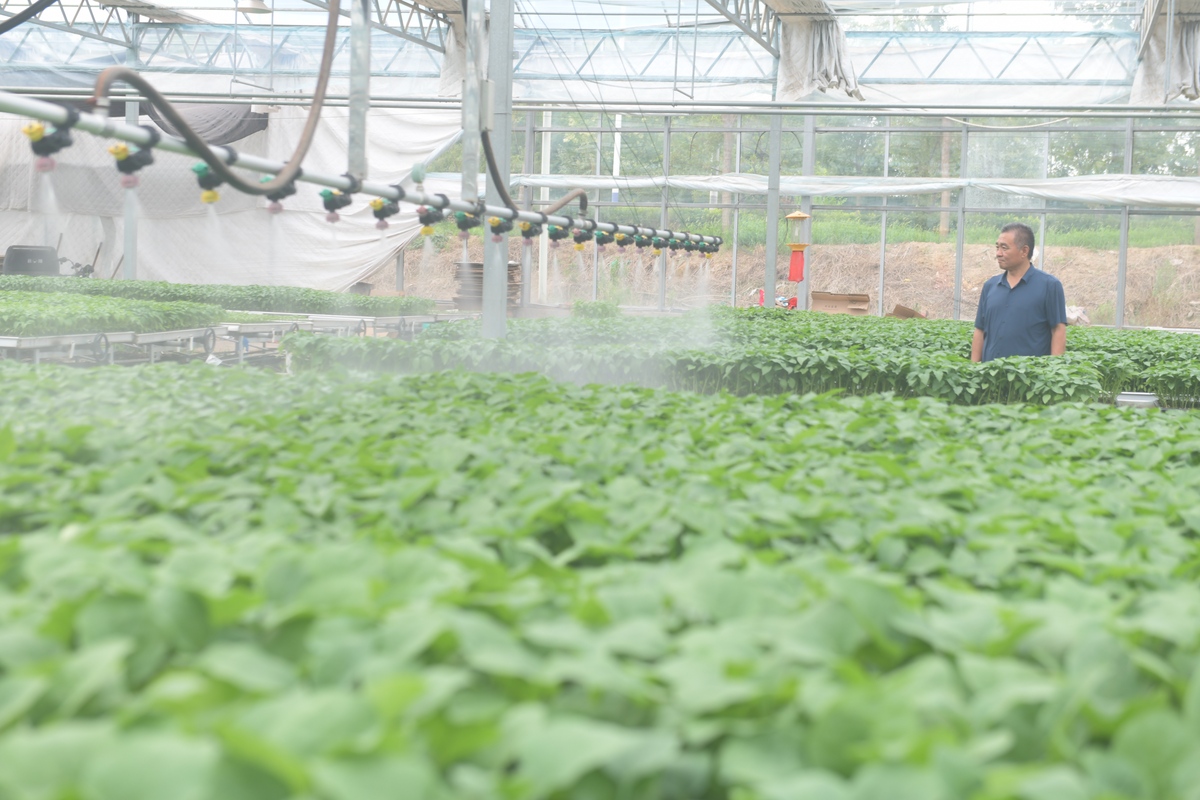 本地蔬菜大规模生产基地较少零散蔬菜种植户较多较少大客商进入市场的应对措施