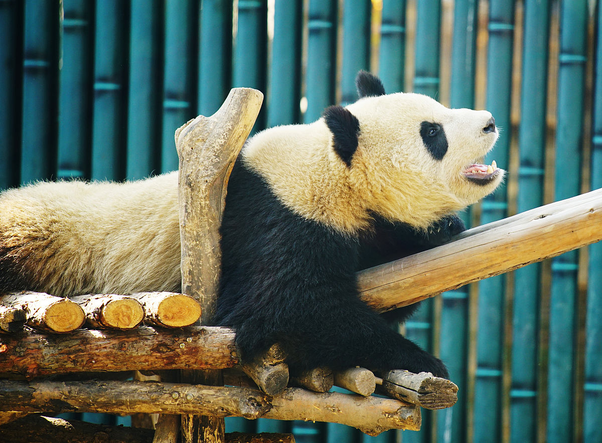 泪别！大熊猫公主&融融去世，网友：永远怀念你们！