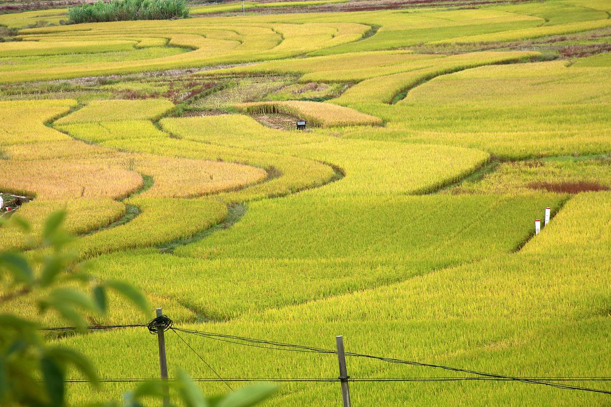 一望无际的稻田与清新空气：难忘的自然之旅