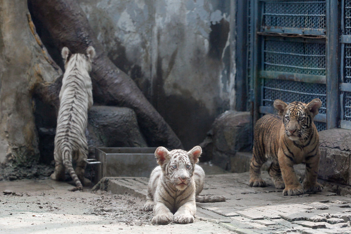 秋游野生动物园：猴子、狮虎、鸟类，还有抓鱼游戏！