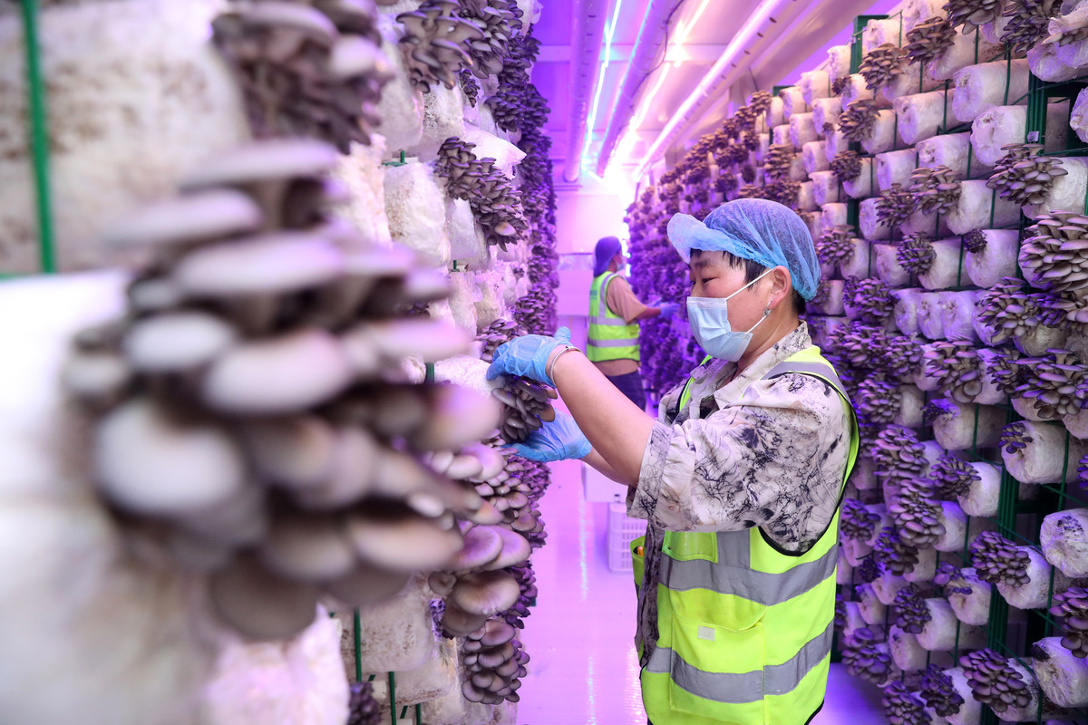 牡丹江食用菌产业高质量发展：菌业公司如何借力大会提升竞争力