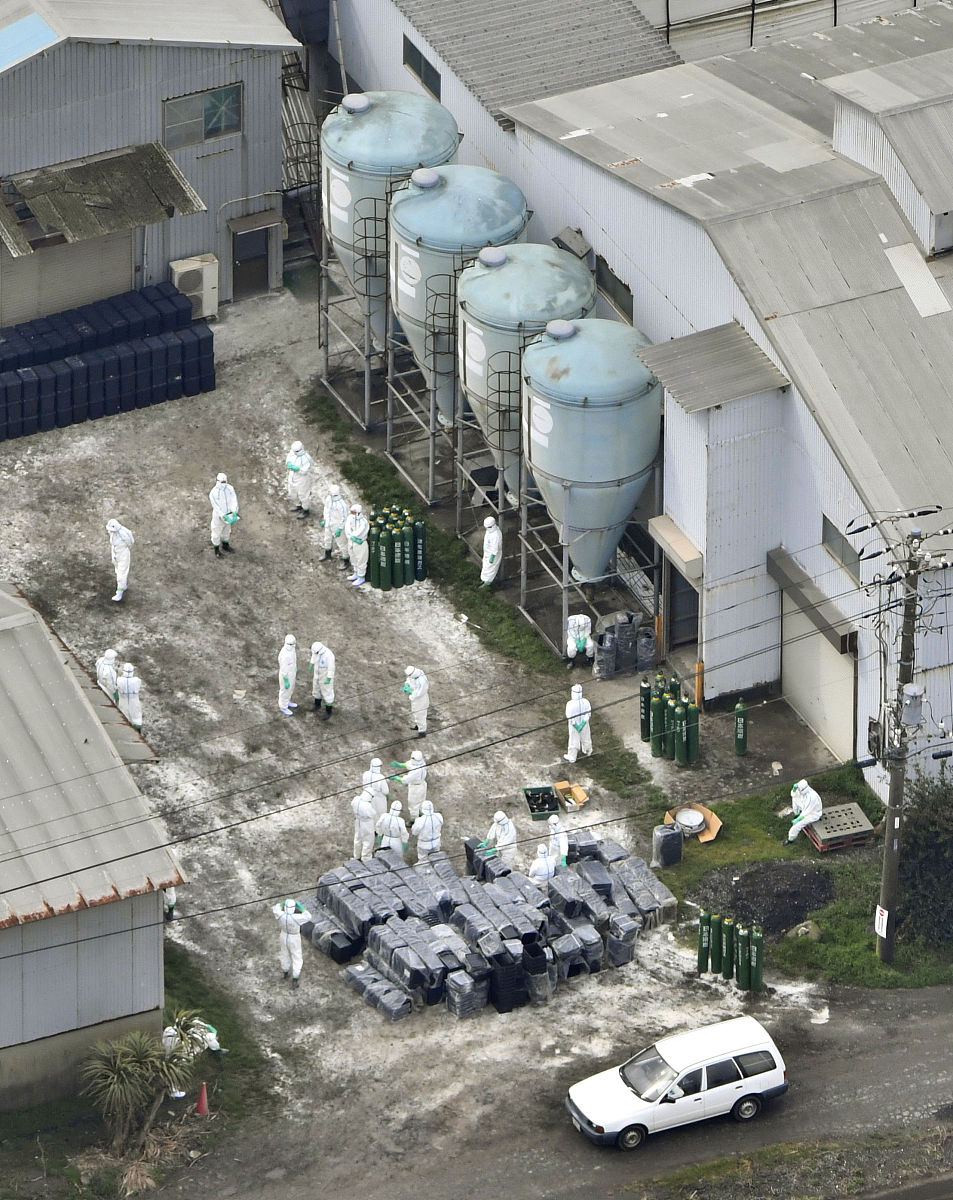 What is Poultry? - Meaning and Definition Explained