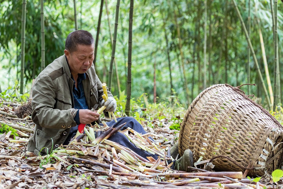 竹笋大师：从VB程序员到网红带货王