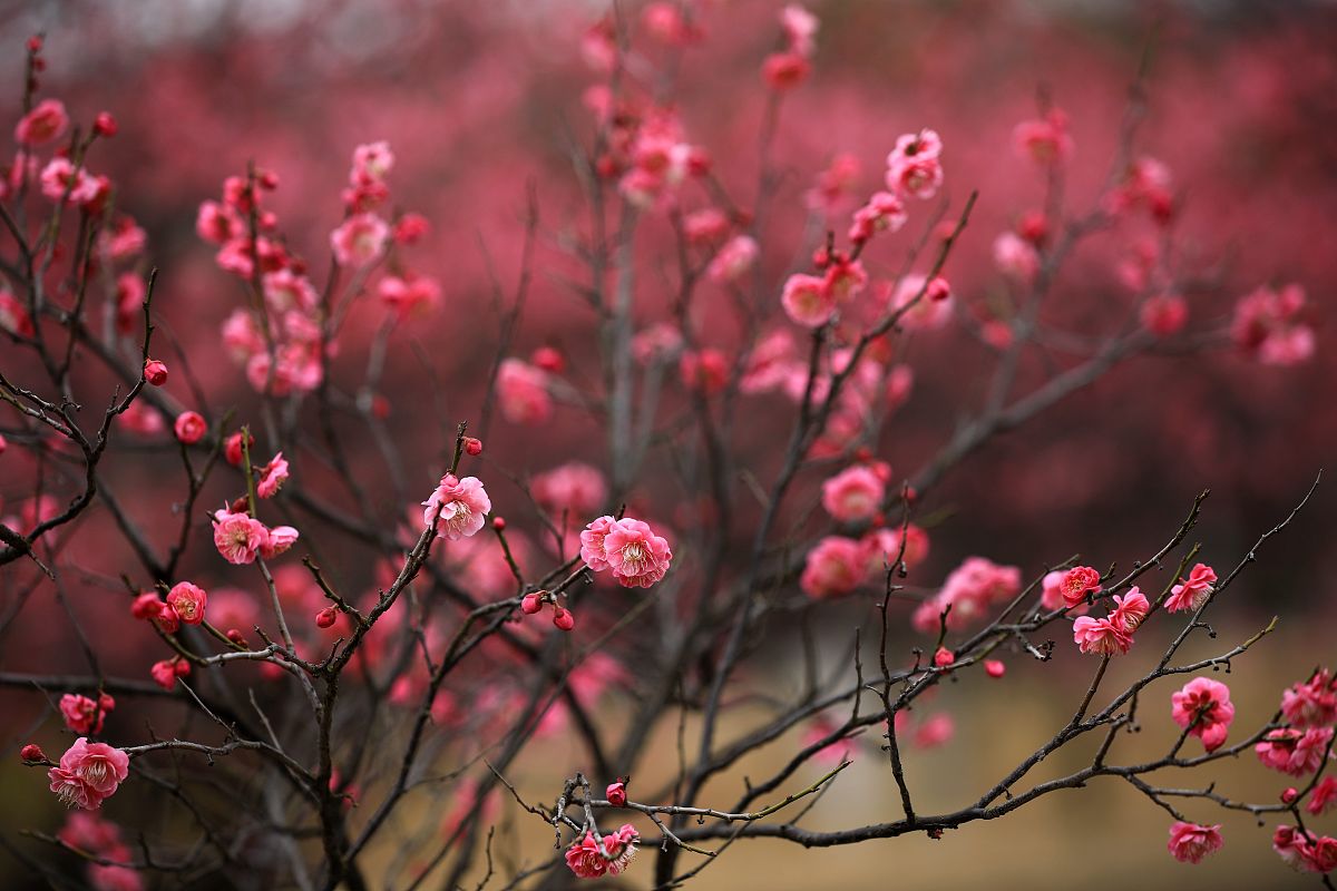赞美陆河梅花