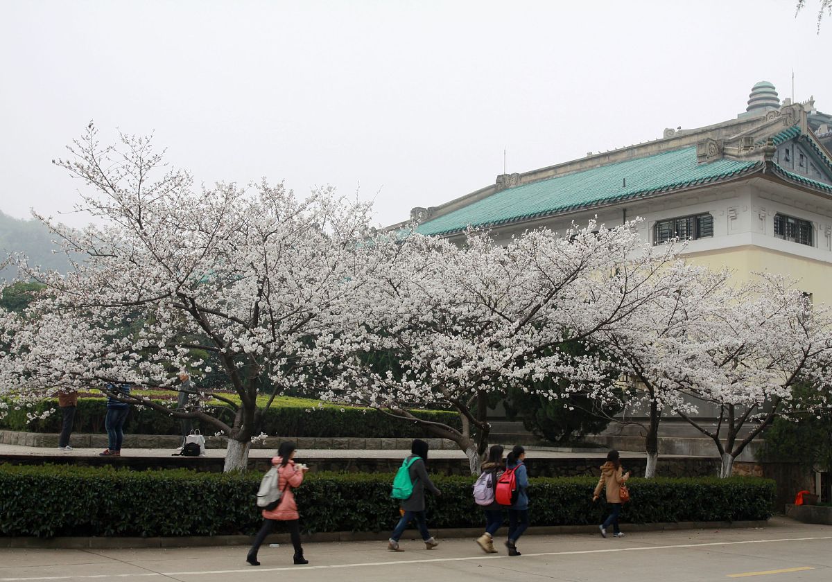 2013年3月13日,武汉大学开始按每人次20元标准向社会游客收取"赏樱门