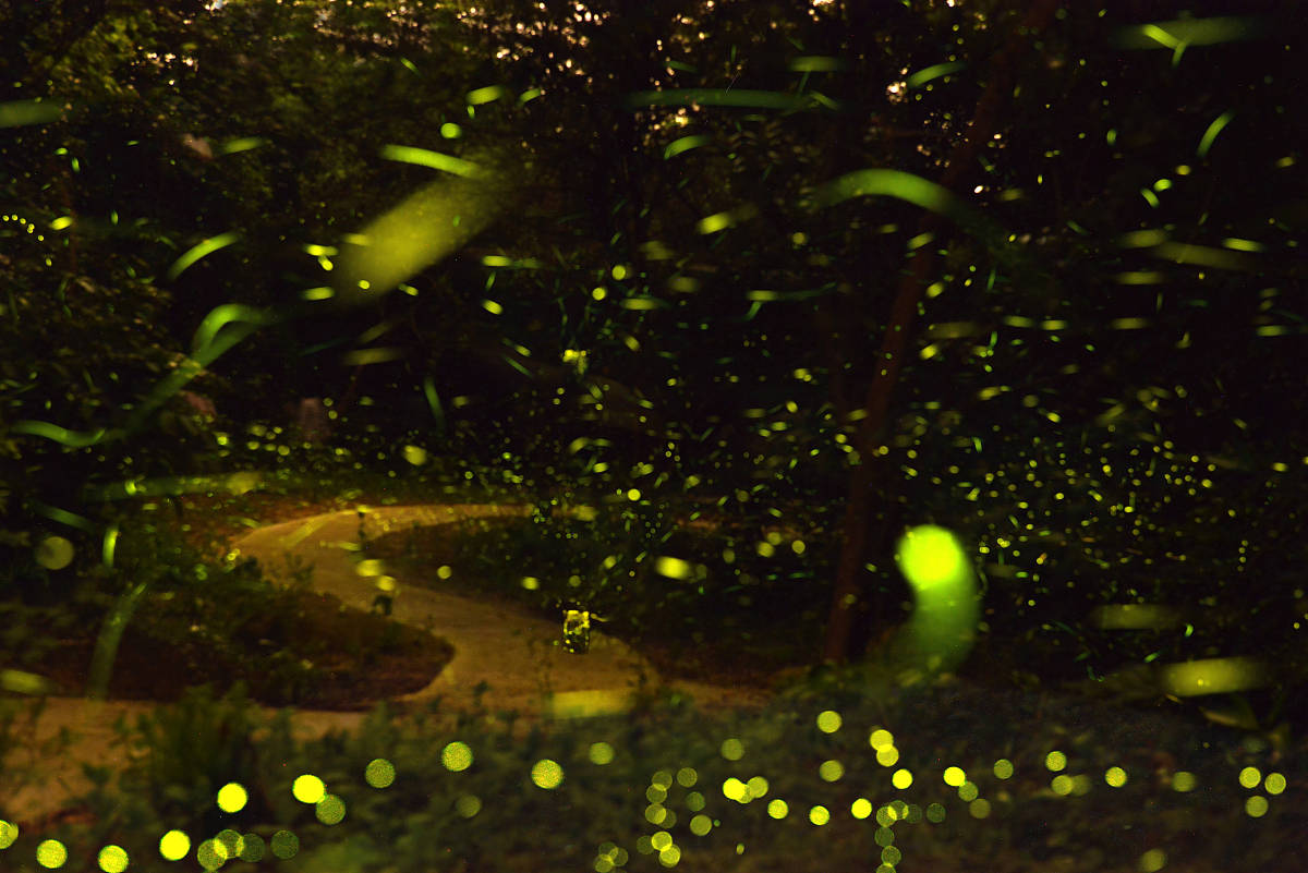 萤火虫闪烁频率与环境温度的关系：数据分析与解释