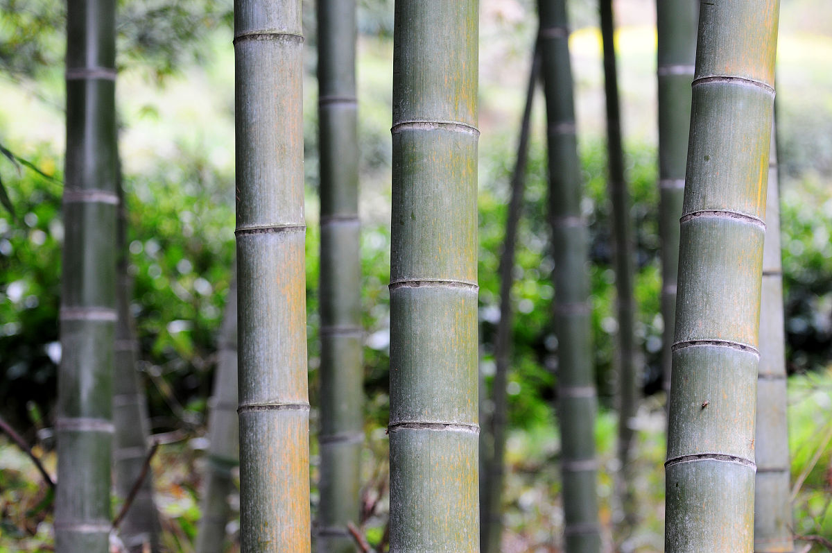 竹子产量保障措施：从种植到采伐，全面提升产量