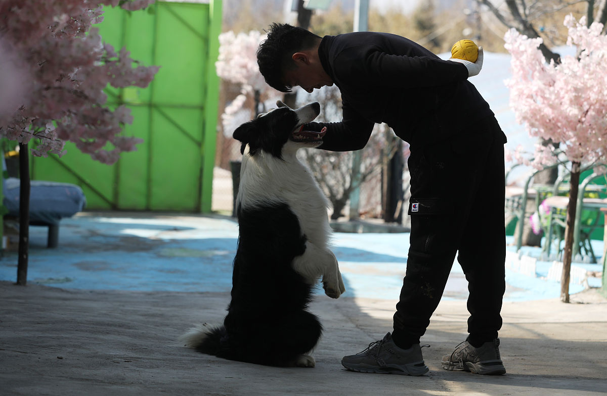 狗狗模拟器：与可爱的虚拟狗狗对话互动