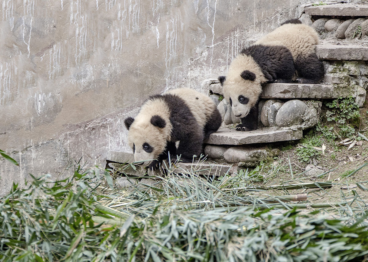 四川雅安航空工业技工学校如何「介绍」