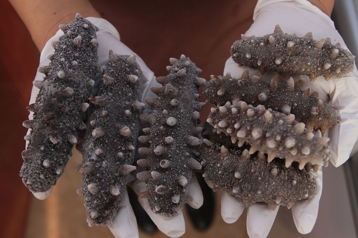 请600字博客文章主题是：怎样发干海参