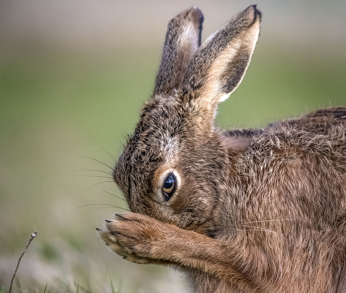 母兔配合饲料配方比例