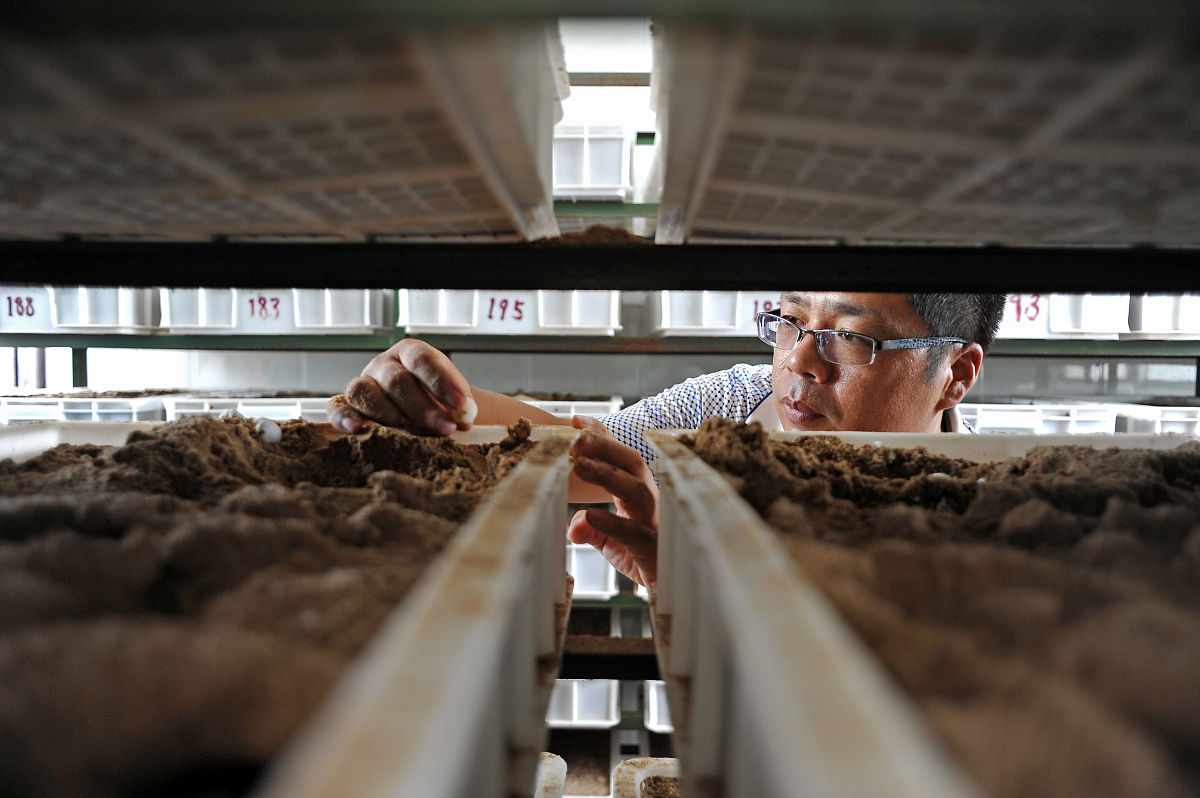 鳖蛋孵化技巧：如何成功孵化出健康可爱的鳖宝宝