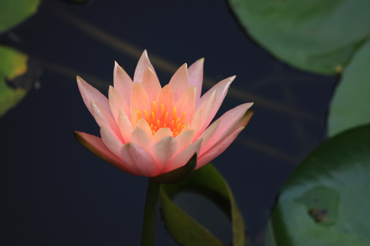 莲花：以伤疤为美，绽放生命的力量