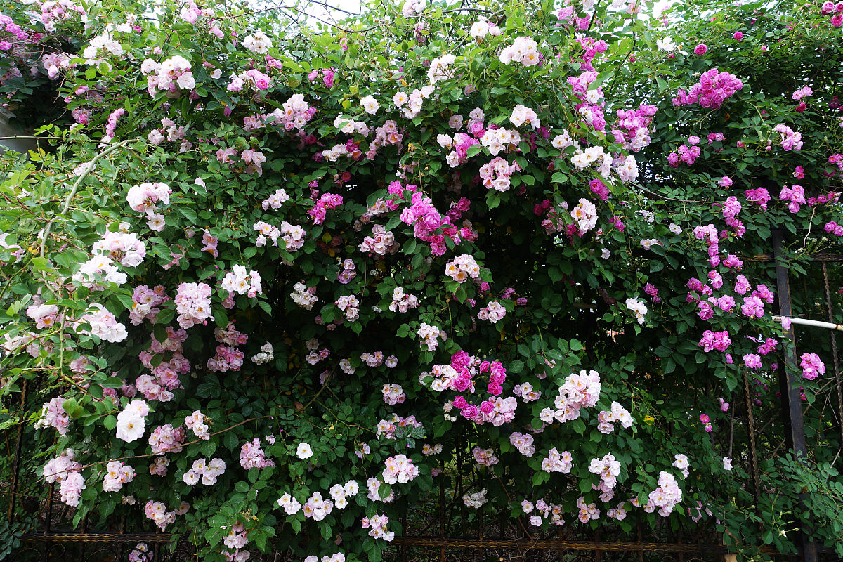 山东英才学院护理专业怎么样