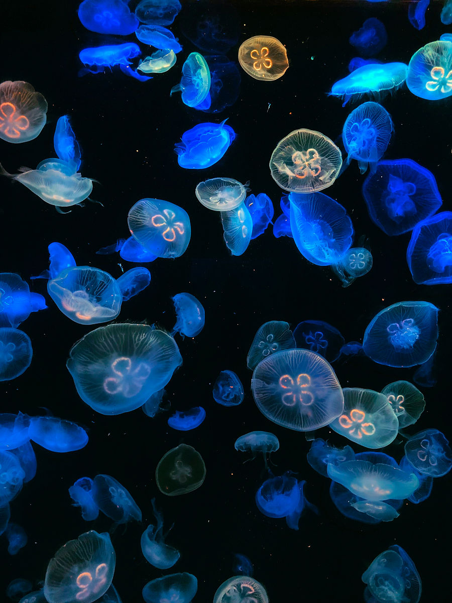 大连海洋学校地址在哪？