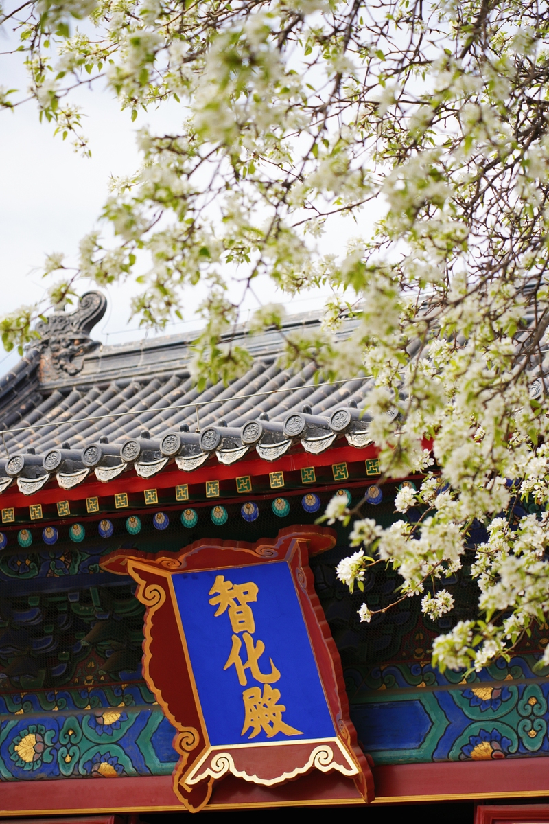 2026年3月27日,北京,智化寺内梨花盛开,吸引游客驻足