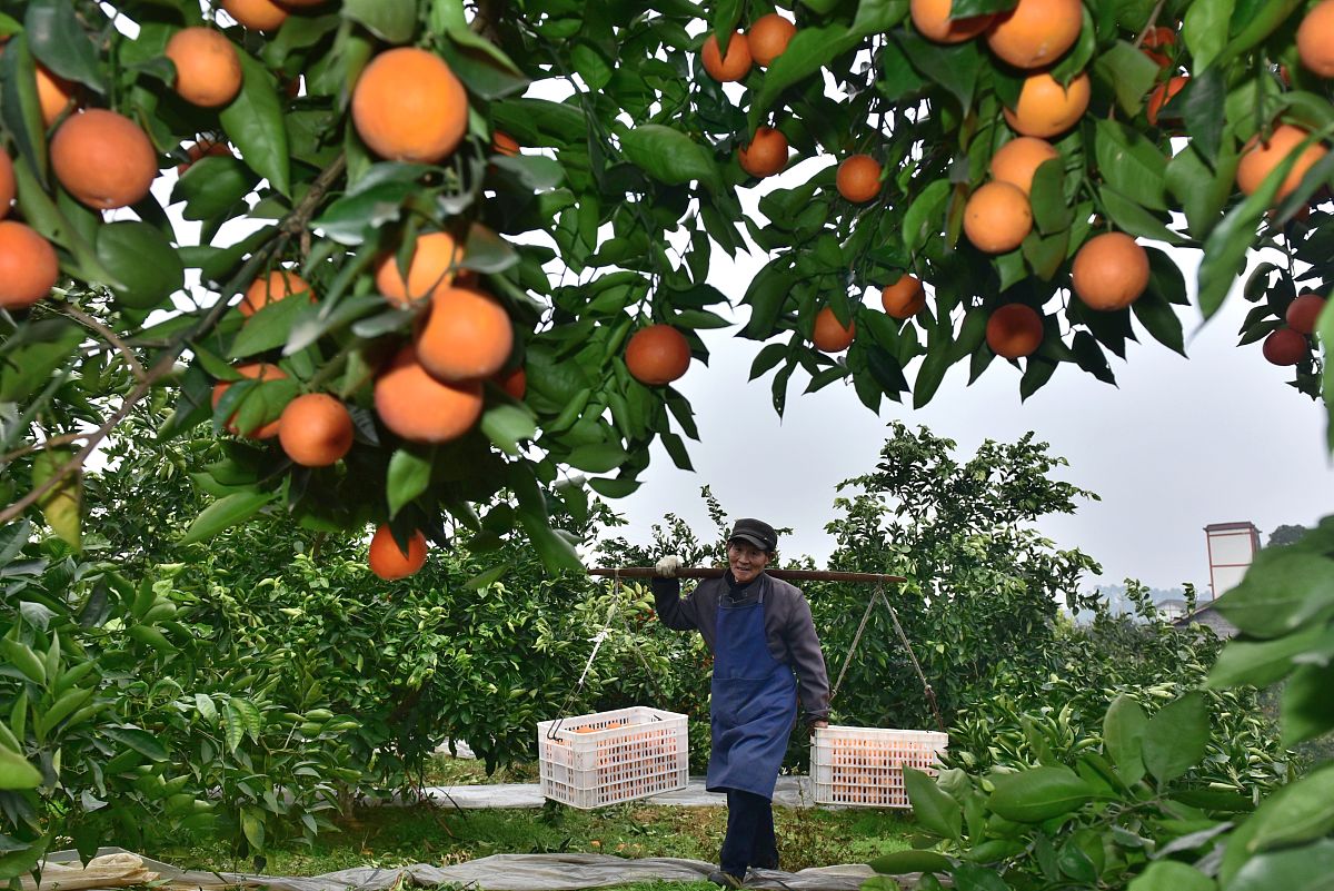 内江广播电视大学招生专业有哪些？- 内江电大专业详解