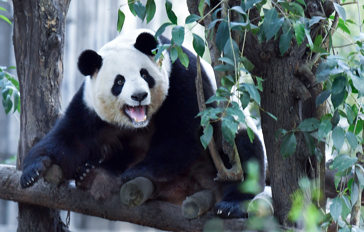 成都信息技术学校2022年招生条件是什么