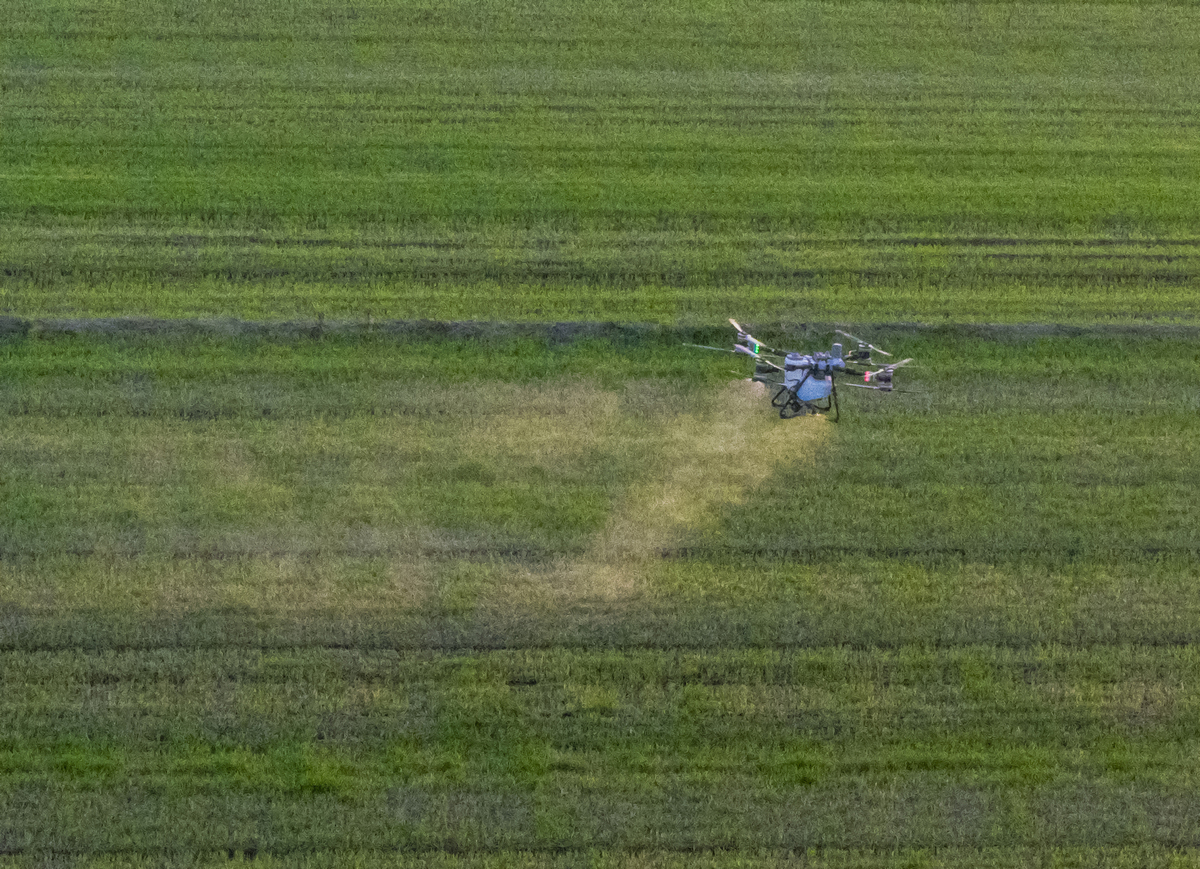 4000亿蝗虫消失的真相：中国政府如何成功战胜蝗灾