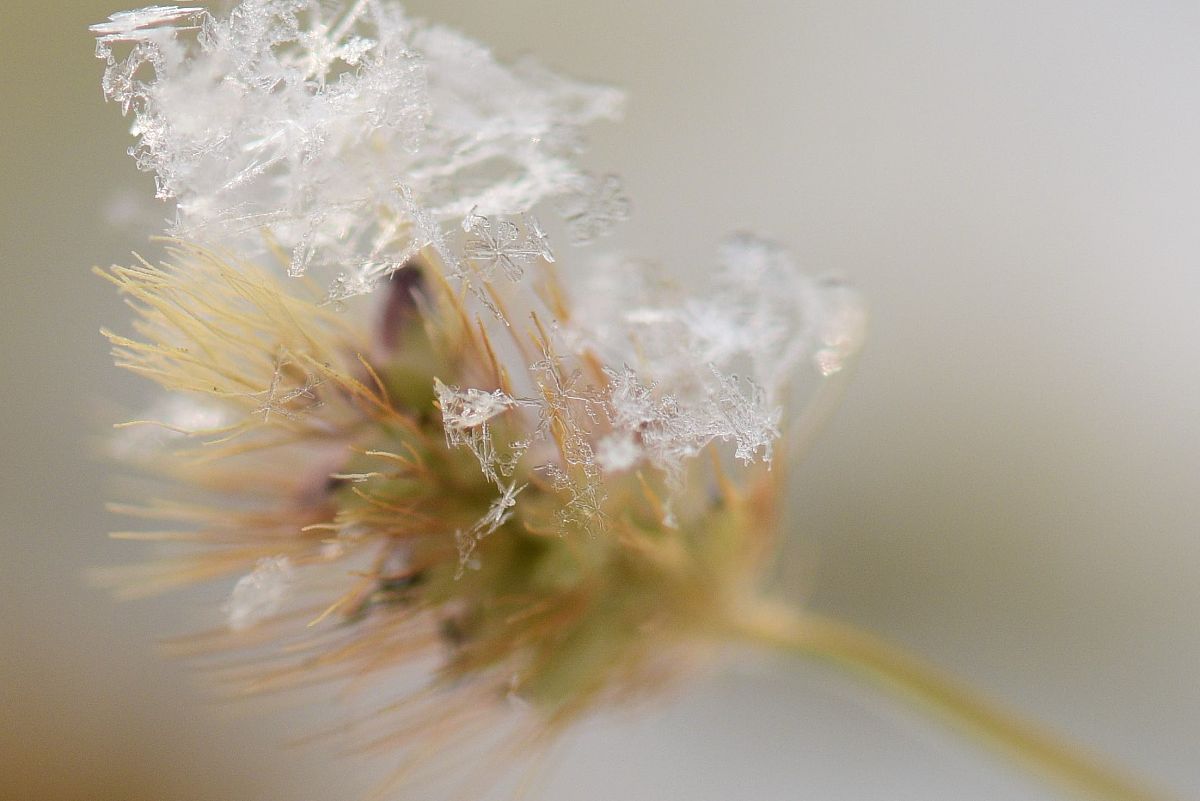 钢丝球的花语：坚强、勇气和坚定不移