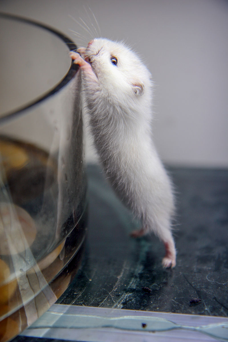 金丝熊跳跃能力惊人，能跳多高？