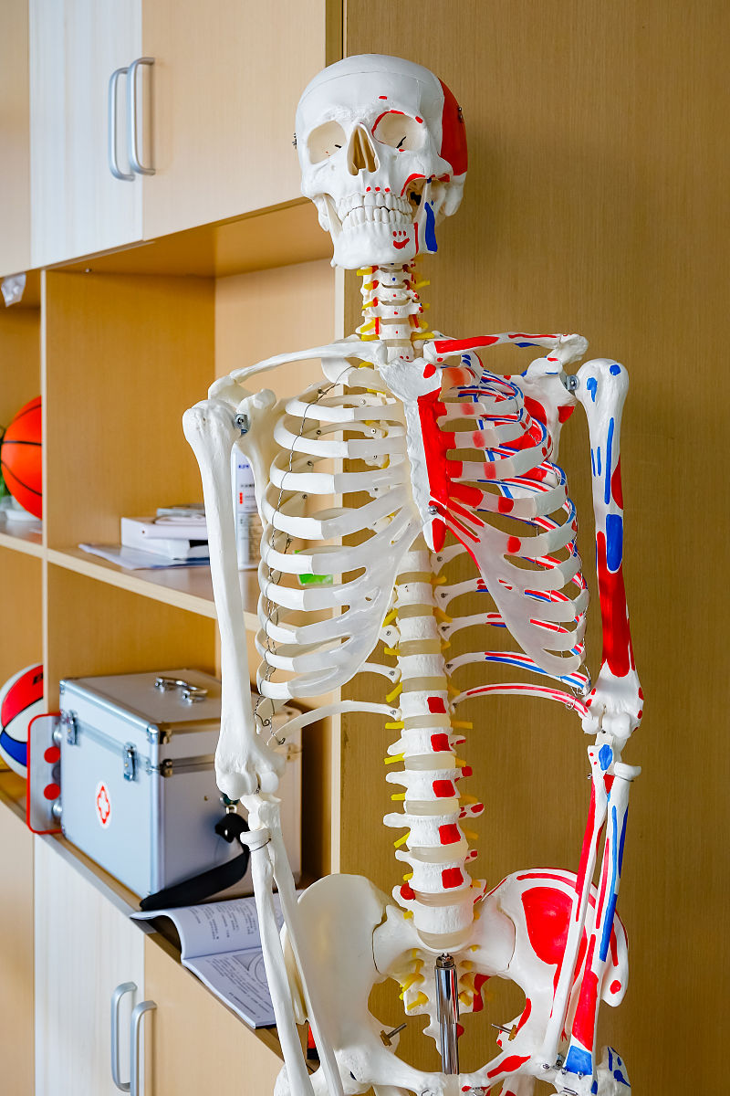 成人体内那些地方有红骨髓